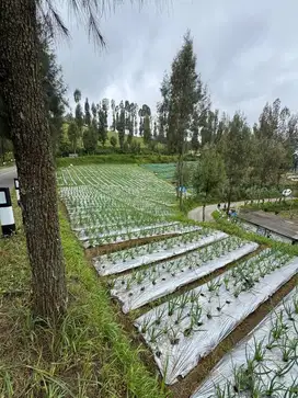 Tanah bromo area villa hotel malang