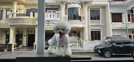 Jual bichon frise premium