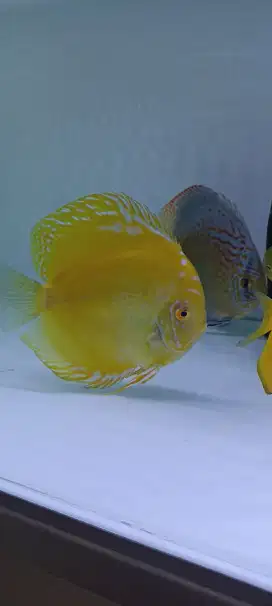 Ikan hias discus diskus golden yellow marlboro