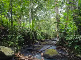 Dijual tanah di bali dengan sungai dan view jugle akses jalan aspal