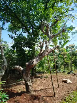 Jual kamboja fosil