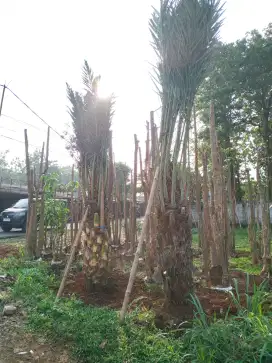 JUAL POHON PALEM KURMA
