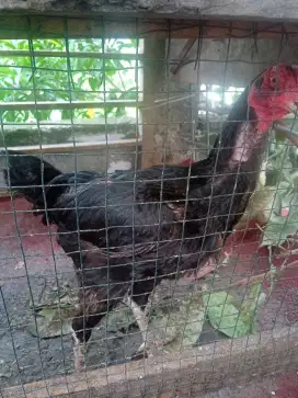 diual cepat ayam bangkok biang betina