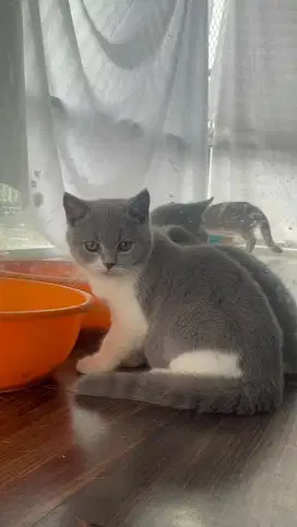 Lepas adopt BSH bicolour