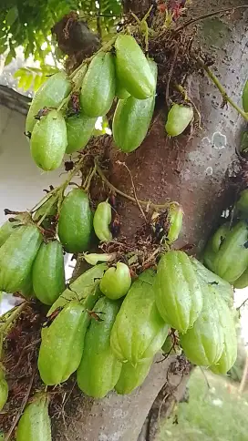 Belimbing wuluh obat herbal diabetes, darah tinggi, batuk, jerawat dll