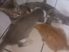 KUCING GRATIS BACA DESKRIPSI