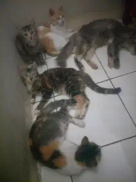 KUCING PERSIA GEMUK GRATIS