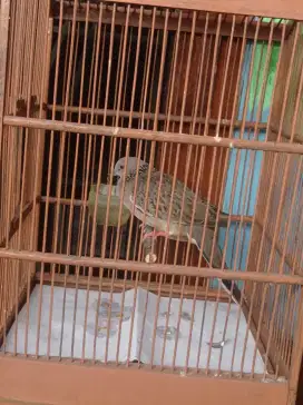 Burung tekukur rumahan