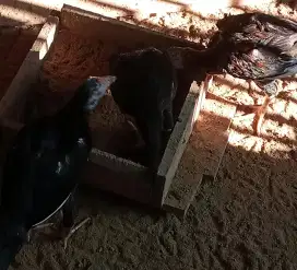 Di jual anak ayam kampung 4 ekor usia 3/4  blnan