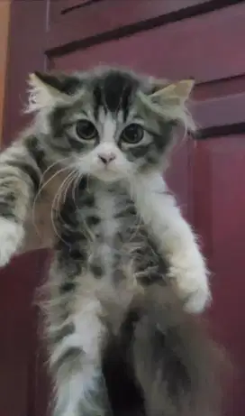 Kitten persia tabby