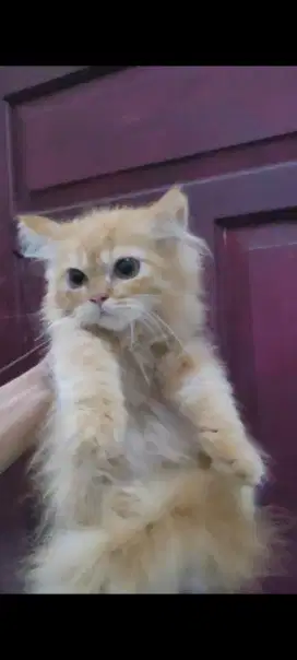 Kitten persia oyen