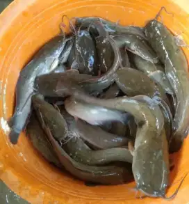 Ikan lele konsumsi