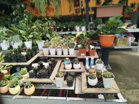 Souvenir unik u kawinan kaktus