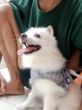 Oper adopsi minipom