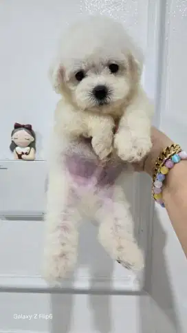 Bichon Jantan murahh