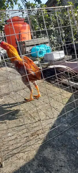 AYAM BANGKOK PAKHOY/VIDEO