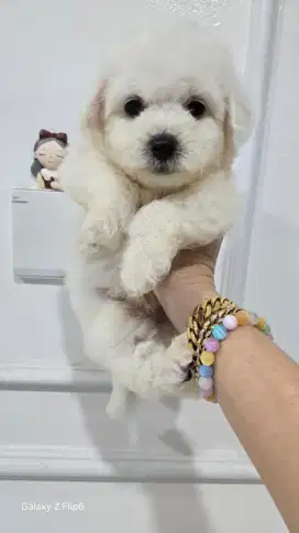 Bichon Jantan Murahhh