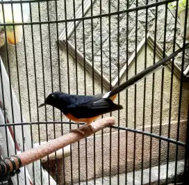 Murai batu Medan ,umur 16 bln 100% jantan type Giras.