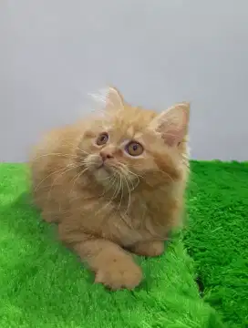 open adopt kitten persia