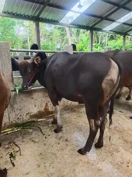 Tabungan Qurban 2jt/bln 11x sapi bali 300kiloanUP kurban 2026 rawatanA