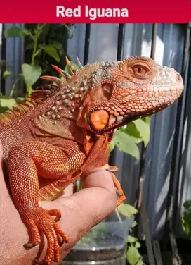 Red lguana Dewasa