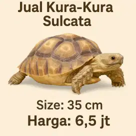 Kura-kura Sulcata