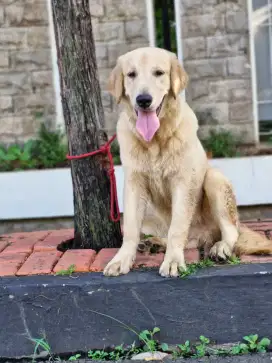Golden retriever
