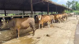 cicilan sapi qurban 2jt/bln 11x sapi bali 300kiloan kurban 2026 manteb