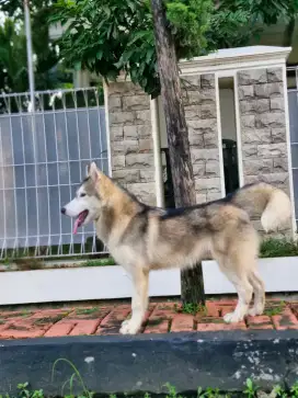 Alaskan malamute x siberian husky