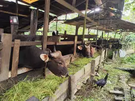 tabungan 2jt/bln 11x sapi bali siap sapi kurban 2026 rawatan jamin top