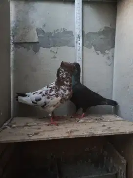 Merpati Ging Ging x Jawa sungut