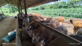 cicilan sapi qurban 2026 2jt/bln 11x sapi bali 300kiloan kurban 2026