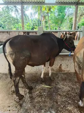 cicilan sapi qurban 2026 2jt/bln 11x sapi bali 300kiloan kurban 2026