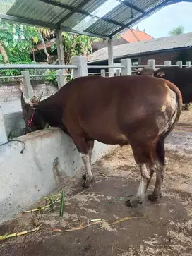 cicilan 2jt/bln 11x sapi bali 300kiloan siap sapi qurban 2026 rawatan