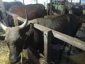 cicilan 2jt/bln 11x sapi bali 300kiloan siap sapi qurban 2026 rawatan