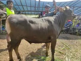 tabungan 2jt/bln sapi bali 300kiloan siap sapi qurban 2026 rawatan top