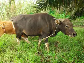 tabungan 2jt/bln sapi bali 300kiloan siap sapi qurban 2026 rawatan top
