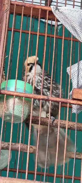 Burung Cucakrowo