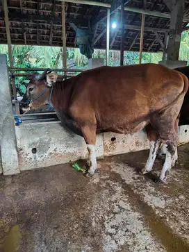 cicilan 2jt/bln 11x sapi qurban 300kiloan siap sapi kurban 2026 manteb