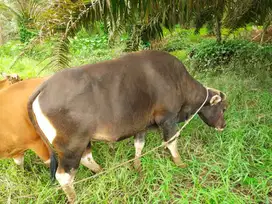 cicilan 2jt/bln 11x sapi qurban 300kiloan siap sapi kurban 2026 manteb