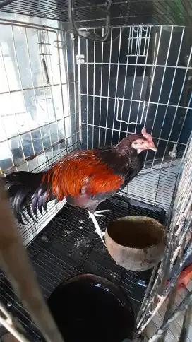 Ayam bekisar merah