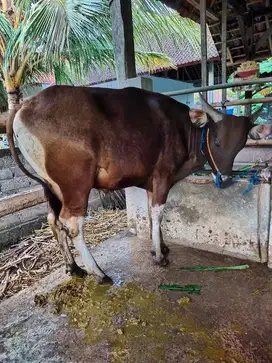 tabungan qurban 2jt/bln sapi bali 300kiloan siap sapi kurban 2026 puas