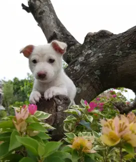 Anakan anjing mini mungil chihuahua mixbreed tekel istimewa
