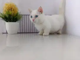 Munchkin BSH jantan