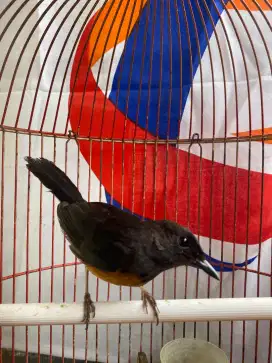 Murai betina Kaki hitam