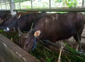 tabungan qurban 2jt/bln 11x sapi bali 300kiloan siap kurban 2026 puas