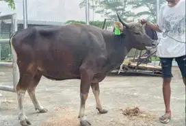 cicilan 2jt/bln sapi bali 300kiloan siap sapi qurban 2026 jamin manteb