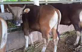 cicilan 2jt/bln 11x sapi bali 300kiloan siap sapi qurban 2026 rawatan