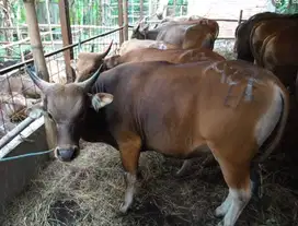 cicilan 2jt/bln 11x tabungan sapi bali 300kiloan siap sapi qurban 2026