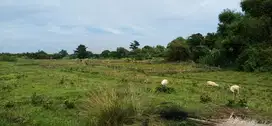 Tanah Bagus di Cikarang / Cibarusah